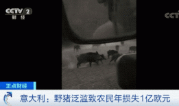 意大利野猪泛滥已超100万头 当地人很头疼