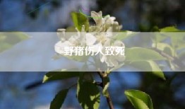 野猪伤人致死
