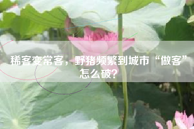 稀客变常客，野猪频繁到城市“做客”怎么破？